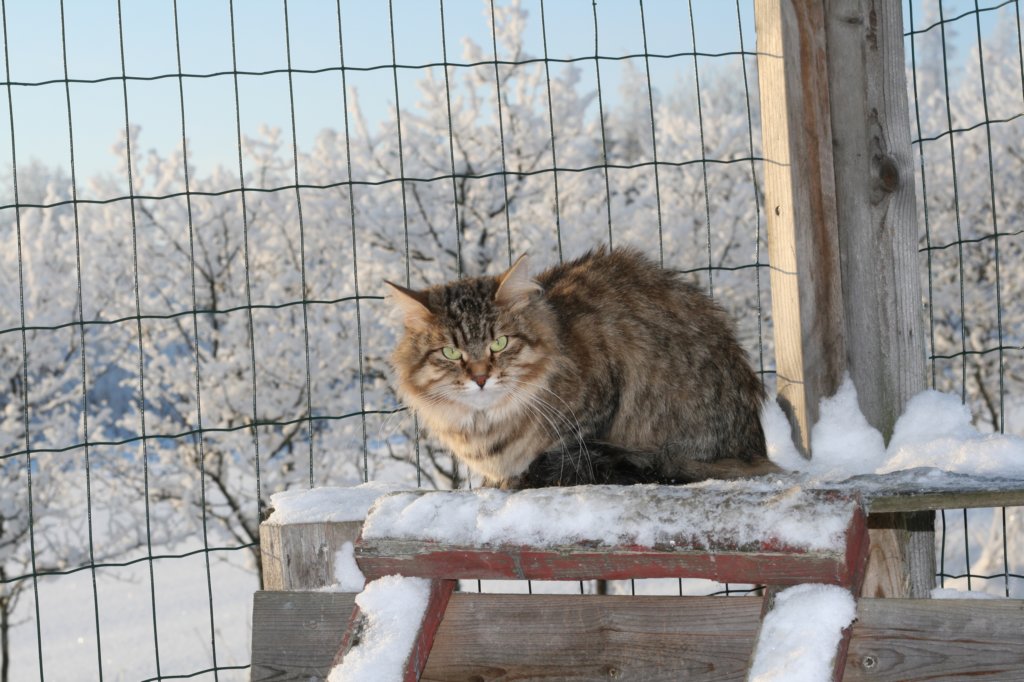 golda57.jpg