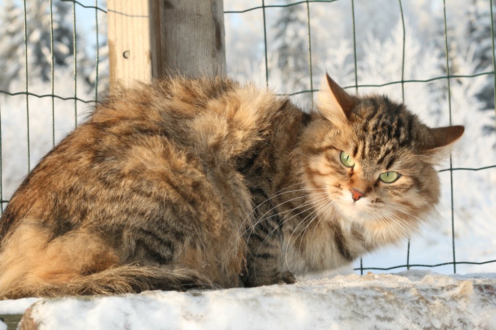 golda6.jpg