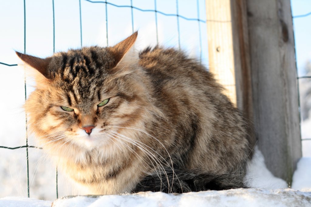 golda60.jpg