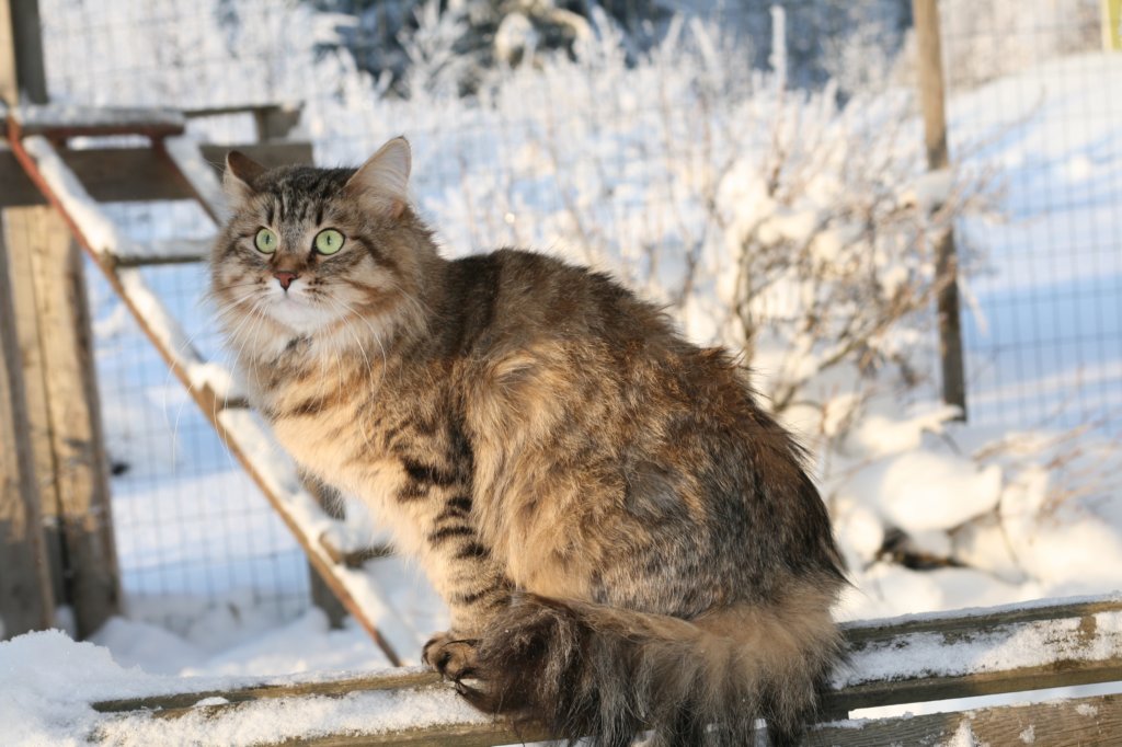 golda66.jpg