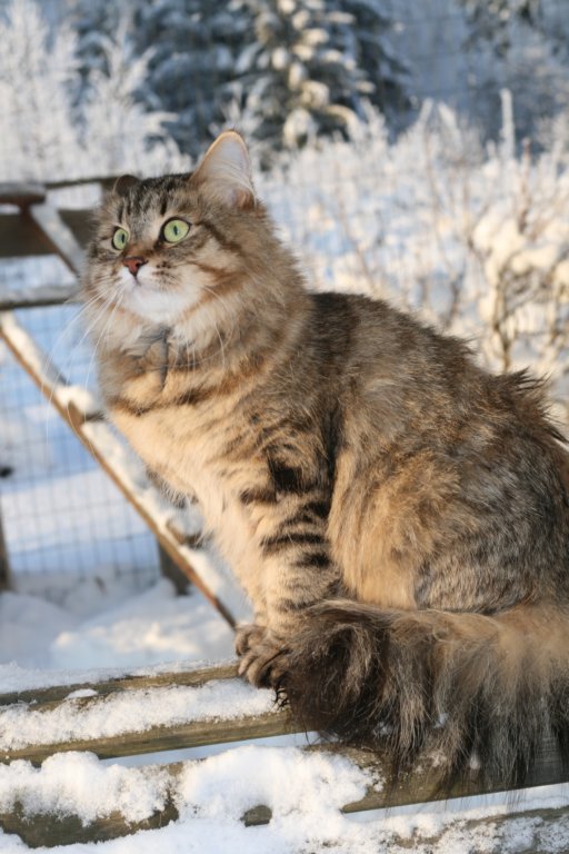 golda68.jpg