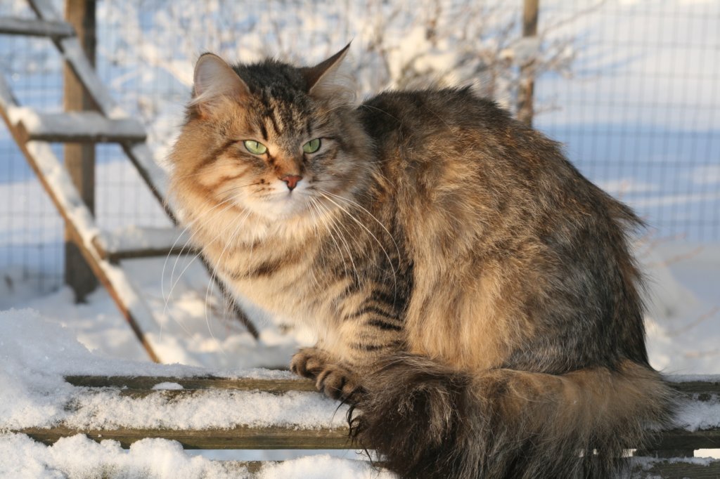 golda74.jpg