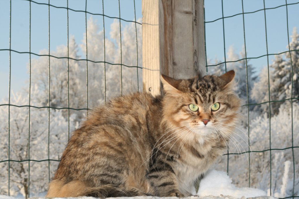 golda8.jpg
