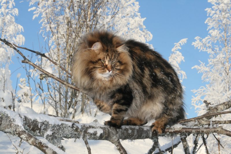 gicamurinesra31.jpg