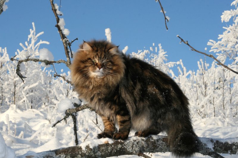 gicamurinesra35.jpg