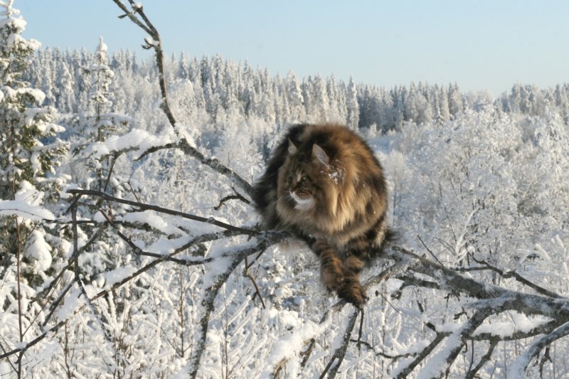 gicamurinesra48.jpg