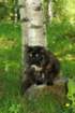 giclumikissanfantasiaakanotte77_small.jpg