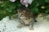 ofiragirl44_small.jpg