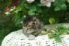 oraleegirl29_small.jpg