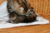 hannaandmelissamamma31_small.jpg