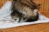 hannaandmelissamamma33_small.jpg