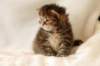 hannagirlf2310_small.jpg