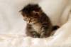 hannagirlf2314_small.jpg