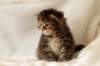 hannagirlf2315_small.jpg