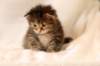 hannagirlf2318_small.jpg