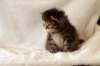hannagirlf2319_small.jpg