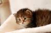hannagirlf233_small.jpg
