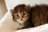 hannagirlf236_small.jpg