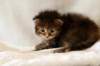 hannagirlf237_small.jpg