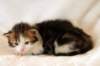 hooseaboyn0322catteryamurin16_small.jpg
