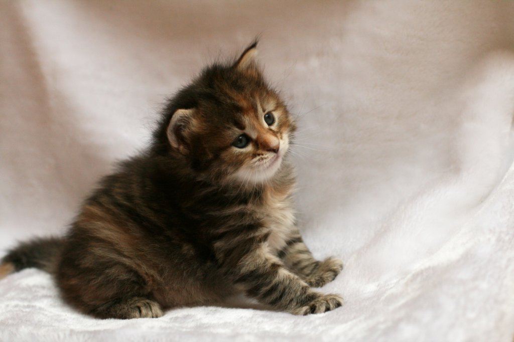 hannagirl4weeks9.jpg