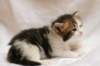 hooseaboy4weeks11_small.jpg