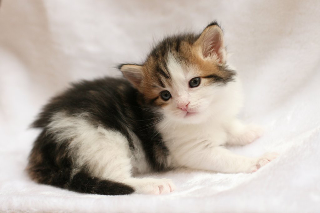 hooseaboy4weeks13.jpg