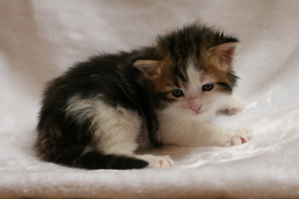 hooseaboy4weeks8.jpg