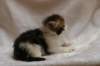 hooseaboy4weeks9_small.jpg