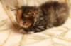 huldagirl4weeks32_small.jpg