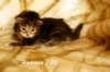 hadassagirlf22hadassawillstayincatteryamurin_small.jpg