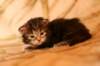 hadassagirlf22img_5416_small.jpg