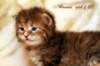 hannagirlf23hannaisaveryboldandplayfulkitten2_small.jpg