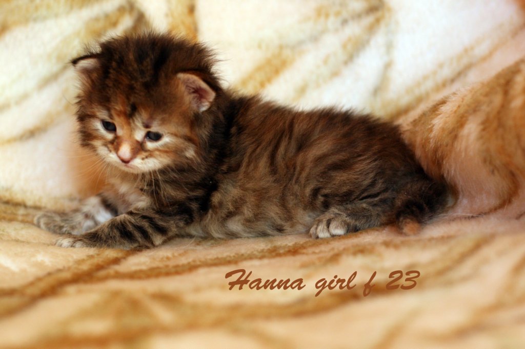 hannagirlf23hannaisaveryboldandplayfulkitten3.jpg