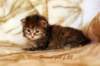 hannagirlf23hannaisaveryboldandplayfulkitten_small.jpg