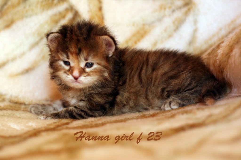 hannagirlf23hannaisaveryboldandplayfulkittenshehasbigpaws.jpg
