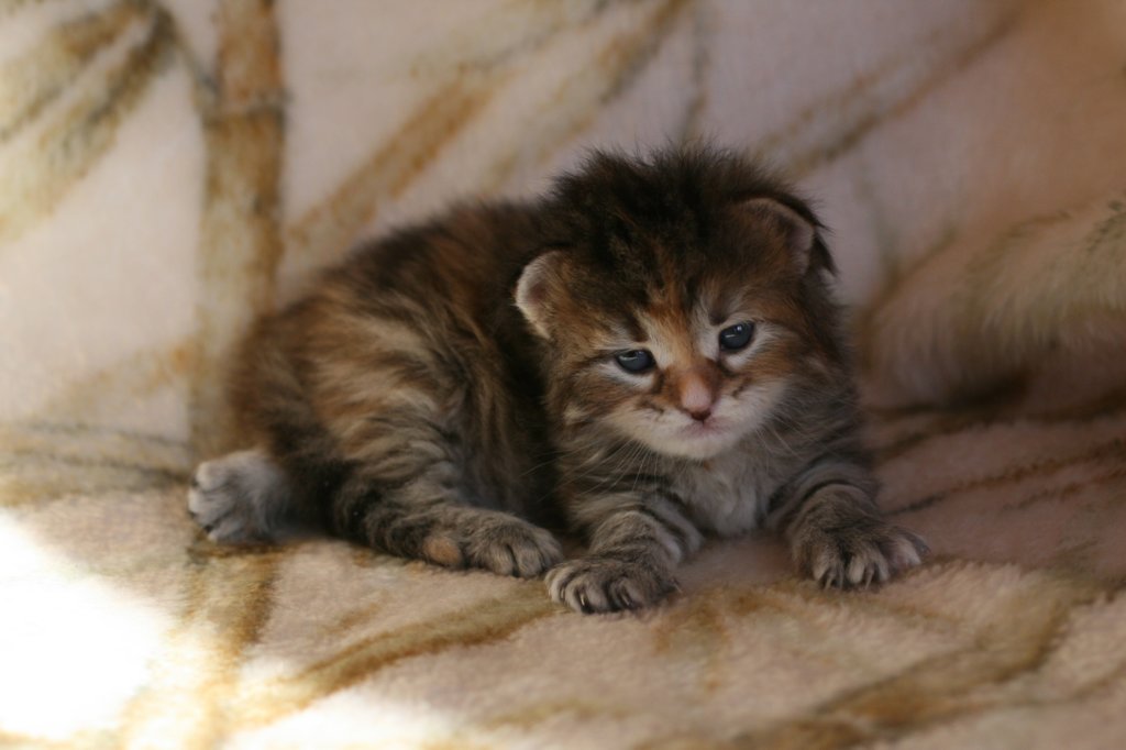 hannagirlf23hannaisaveryboldandplayfulkittenshehasbigpaws10.jpg