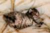 hannagirlf23hannaisaveryboldandplayfulkittenshehasbigpaws13_small.jpg