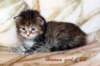hannagirlf23hannaisaveryboldandplayfulkittenshehasbigpaws3_small.jpg