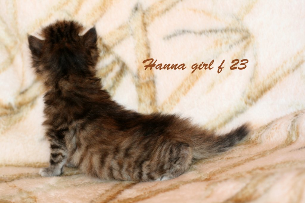 hannagirlf23hannaisaveryboldandplayfulkittenshehasbigpaws4.jpg
