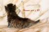 hannagirlf23hannaisaveryboldandplayfulkittenshehasbigpaws4_small.jpg