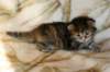 hannagirlf23hannaisaveryboldandplayfulkittenshehasbigpaws5_small.jpg