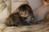 hannagirlf23hannaisaveryboldandplayfulkittenshehasbigpaws6_small.jpg