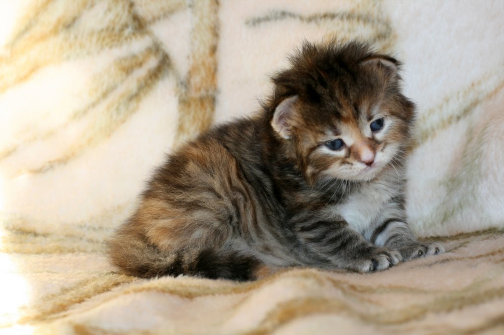 hannagirlf23hannaisaveryboldandplayfulkittenshehasbigpaws7.jpg