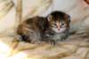 hannagirlf23hannaisaveryboldandplayfulkittenshehasbigpaws8_small.jpg