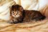 hannagirlf23hannaisaveryboldandplayfulkittenshehasbigpaws_small.jpg