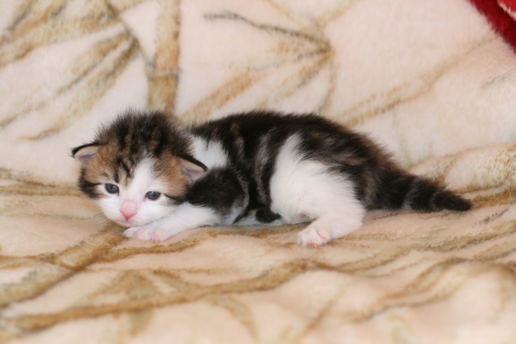 hooseaboyn0922hewillstayincatteryamurin2.jpg