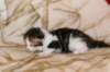 hooseaboyn0922hewillstayincatteryamurin3_small.jpg