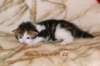 hooseaboyn0922hewillstayincatteryamurin4_small.jpg