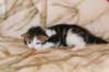 hooseaboyn0922hewillstayincatteryamurin_small.jpg